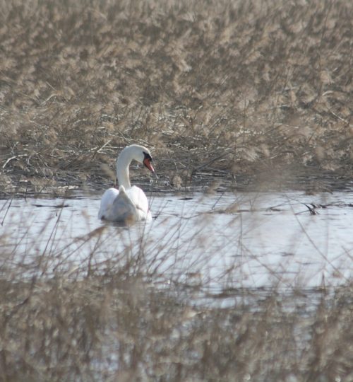 Bird photography